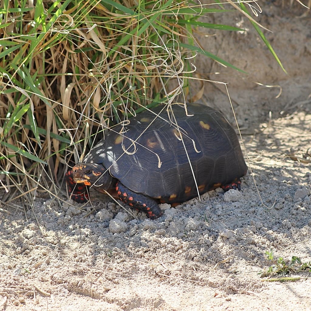 레드풋육지거북 모습