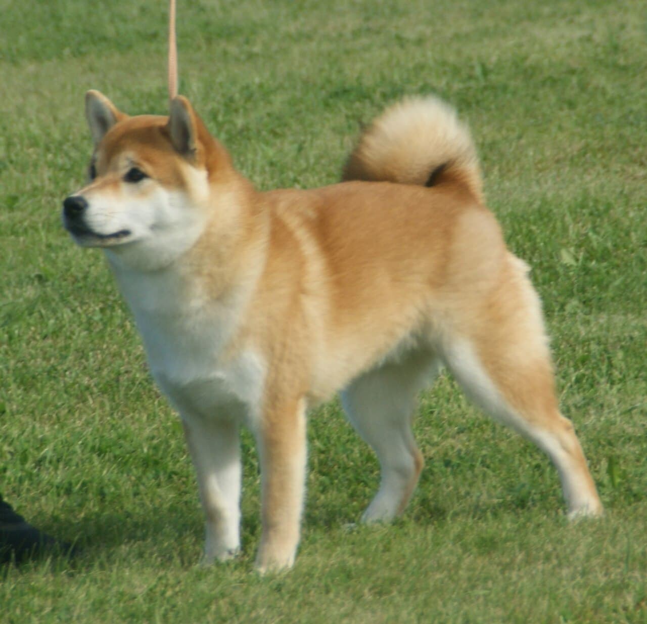 시바 모습
