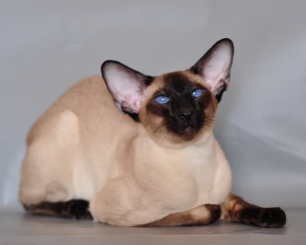 샴고양이 모습